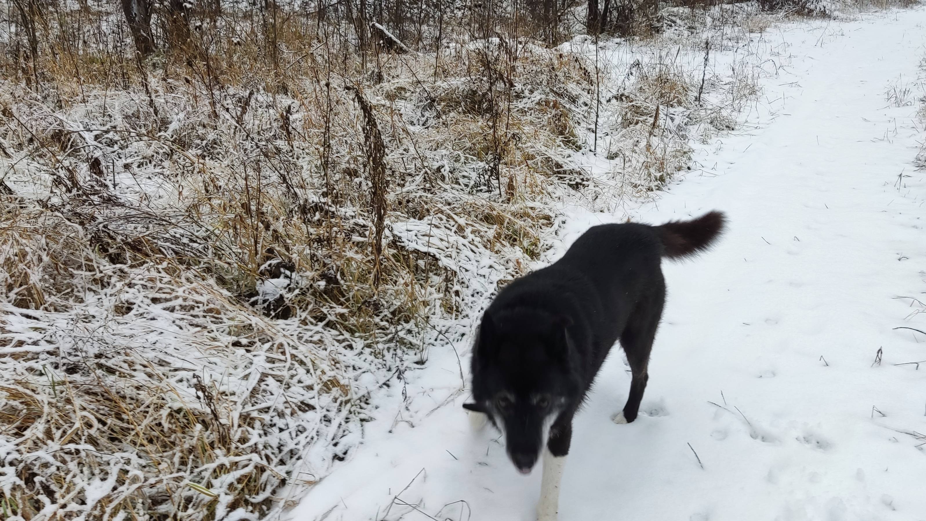 Канадский волк - гибрид. Начало ноября. Туманное утро.