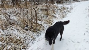 Канадский волк - гибрид. Начало ноября. Туманное утро.