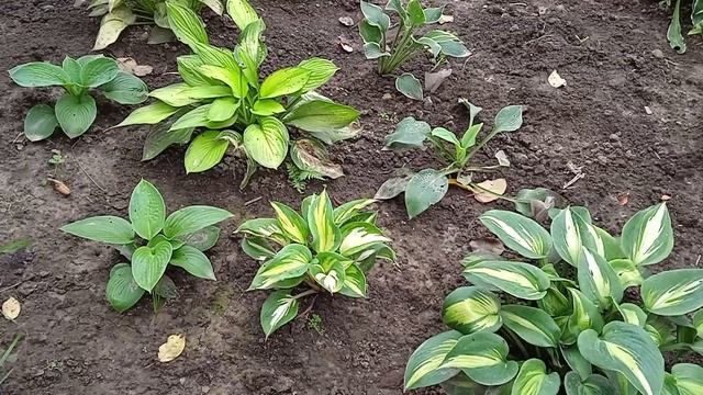 Хоста: 5 фактов о выращивании растения которые нужно знать до покупки