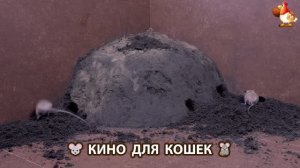 Видео для кошек про крысок развлекать питомцев 🐭🐀😂 (367)