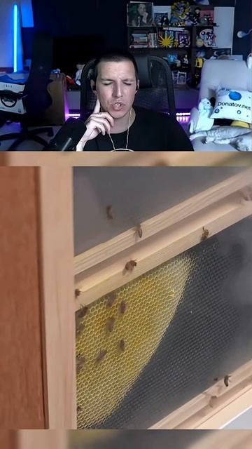 Выращиваю 10 000 пчёл (у себя дома) | РЕАКЦИЯ МАЗЕЛЛОВА №4 смотреть онлайн