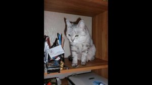 Марина Урусова. Юлия Барсиковна. Хвостатая эмчеэсовка