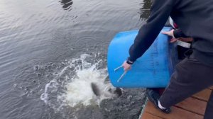 08.11.25. Утреннее зарыбоение VIP зоны форелью.