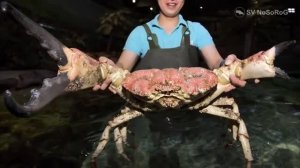 В чём размерная особенность клешней самцов Гигантского тасманийского краба — Pseudocarcinus gigas ?