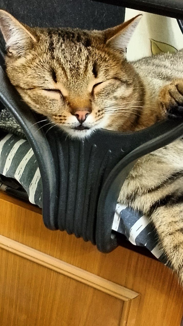 Мои подозрения! 😁😻 Юмор с животными.