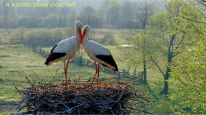 Молитва за мир во всем мире! Live 087.11.2025