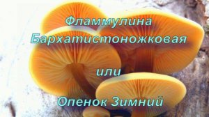 Фламмулина Бархатистоножковая или Опенок Зимний.