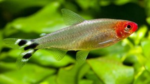 Красносая тетра или родосмомус