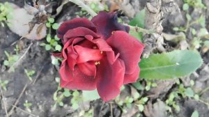 06=11=2025 кмр   ПВН  (109)