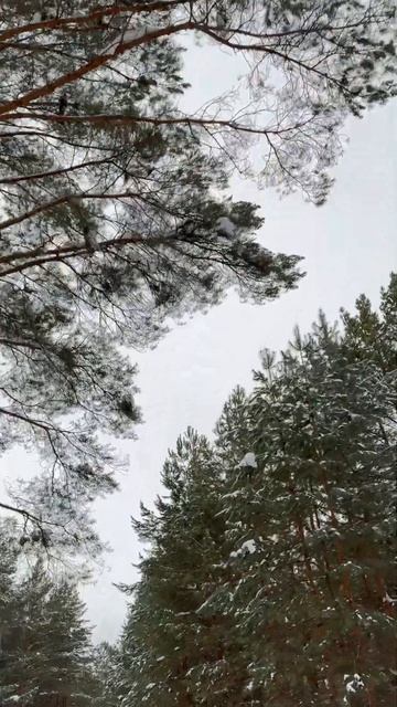 Пошли кататься. Привет из русского леса. смотреть онлайн