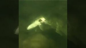 Каждый охотник рыбак 🎯🎣