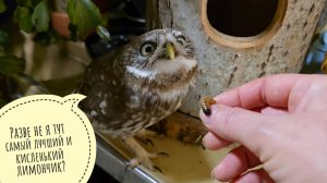 Сыч Лучик опять играл в совиные пряталки. Как различить лимон Эврика Пинк и лайм Таити у продавцов