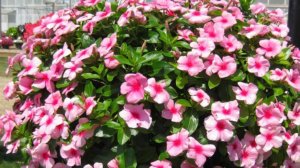 Получила семена от Светланы ЛодиСад. Обзор.