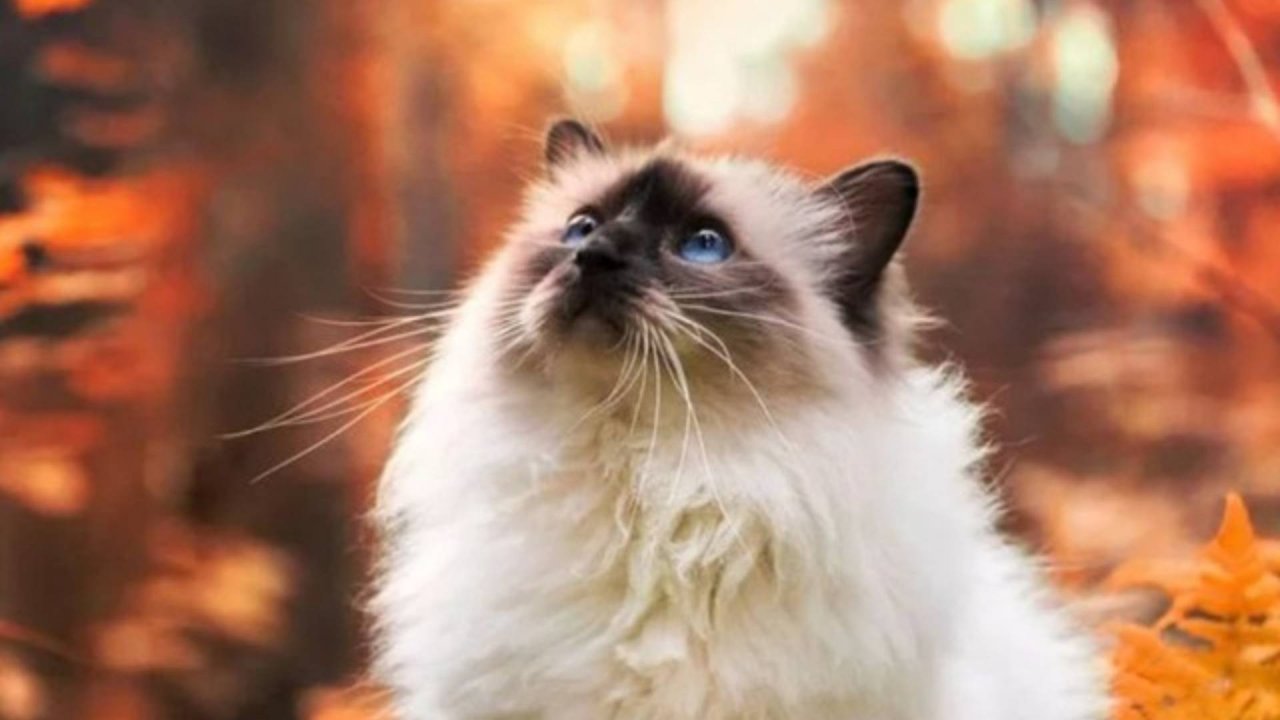 товары с вб❤