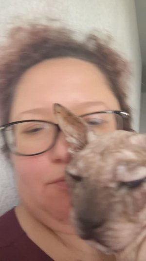 Общение с кошкой