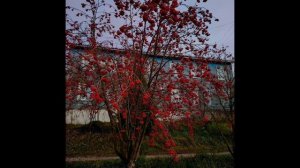 Утренняя прогулка по осеннему городу 8 ноября