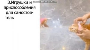 Игрушки для кошек.