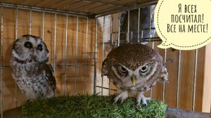 Совушки лучатся милотой. Делим треугольного кота: он остаётся?В Совиный дол почти дошёл лось Степан