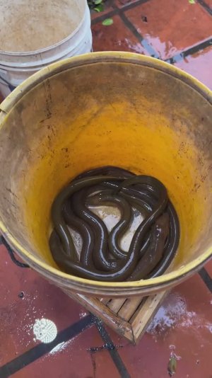 Приготовление речных угрей для собак