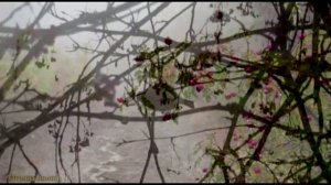 КАЛИНА.СТИХИ-Л.ПАПУШИНОЙ ИСП.НАТАЛИЯ РОМАШКА ВИДЕО-АНТОН ИЛЬЧУК