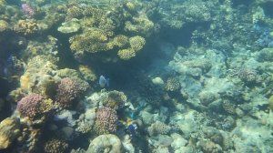 Египет, В Шарме под водой рыбы и рифы, снятые на телефон, на Рас-Мухамед и возле отелей 27..10.25 г.