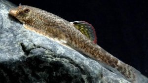 Псевдогастромизон Майерса