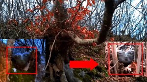 Страшные видео с загадочными существами реально | Инопланетные существа