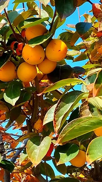 На дереве спеет хурма. Весёлое. Набережная. Ноябрь 2025. Крым.