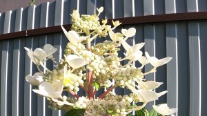 Осенняя обрезка метельчатой гортензии Биг Бен.