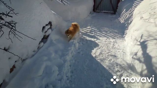 Деревенская зимняя сказка! Первые признаки весны)))