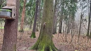 Паруса Надежды/ Охота на белок или Парк"Белкин дом"