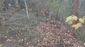 Наконец то боли нет, сделали блокаду. Мульчирую малинники. Небольшой обзор плодовых деревьев.