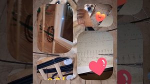 1000039589.mp4 (Собака смотрит на монтаж электропроводки ( по аварийным ситуациям ) в доме А-фрейм)