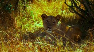 Дикая природа 4К 8К Full HD ультра (Wildlife 4K 8K Full HD Ultra)