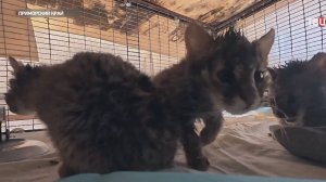 В Приморье выхаживают оставшихся без мамы амурских лесных котят / События на ТВЦ