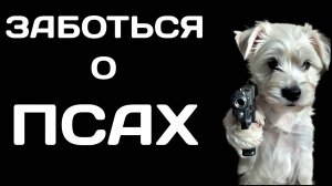 ZLVH хэнки с псом канала