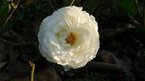 06=11=2025 кмр   ПВН  (88)