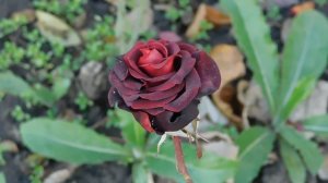 06=11=2025 кмр   ПВН  (101)