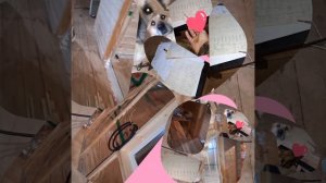 1000039590.mp4 (Собака смотрит на монтаж электропроводки ( по аварийным ситуациям ) в доме А-фрейм)