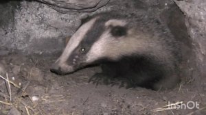 Барсук в норе. Чуть не укусил за палец.