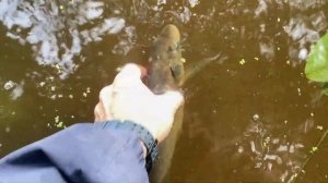 НЕ ОБЗОР Evergreen Poseidon Salty Sensation Superior SPRS 66SUL-S