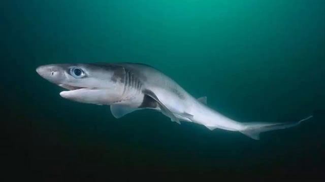 Акула — 41 удивительный факт! Виды акул для детей смотреть онлайн