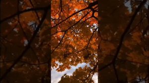 Осеняя Любовь