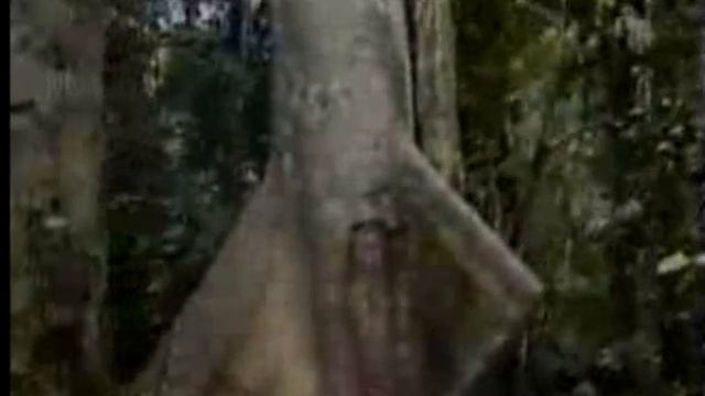 Africa from the Air Unit 6 смотреть онлайн