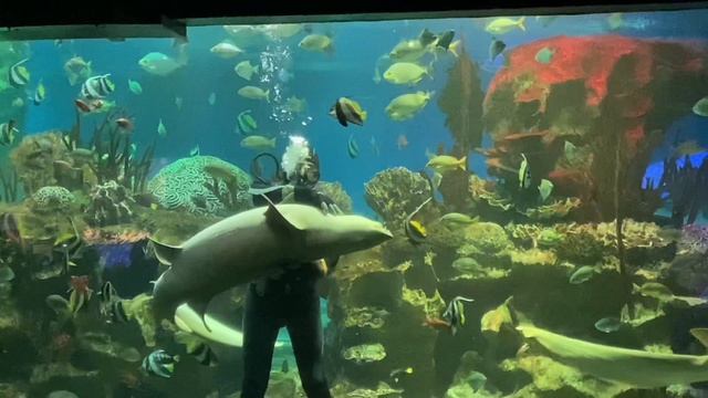 Океанариум Санкт-Петербурга