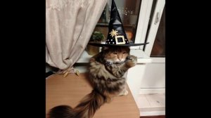 Я у себя хорошая