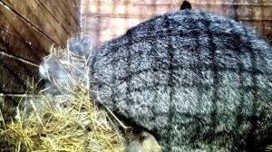 Крольчиха надирает с себя пух для гнезда