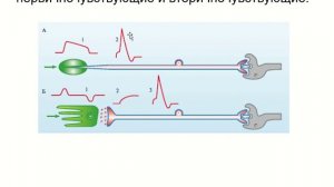 Анализаторы, их общие свойства, строение, функции