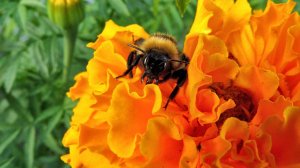 Цинии и бархатцы