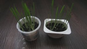 Овёс подрос, можно кормить моих котиков